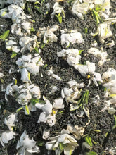 Load image into Gallery viewer, 2025 Gardenia Sichuan Green (2 oz)