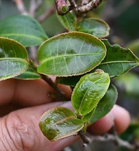 Load image into Gallery viewer, 2025 Spring 1st Pick 500+ Years Old Tree Yi Bang Cat Ear Gushu Green Puerh Loose (1 oz)